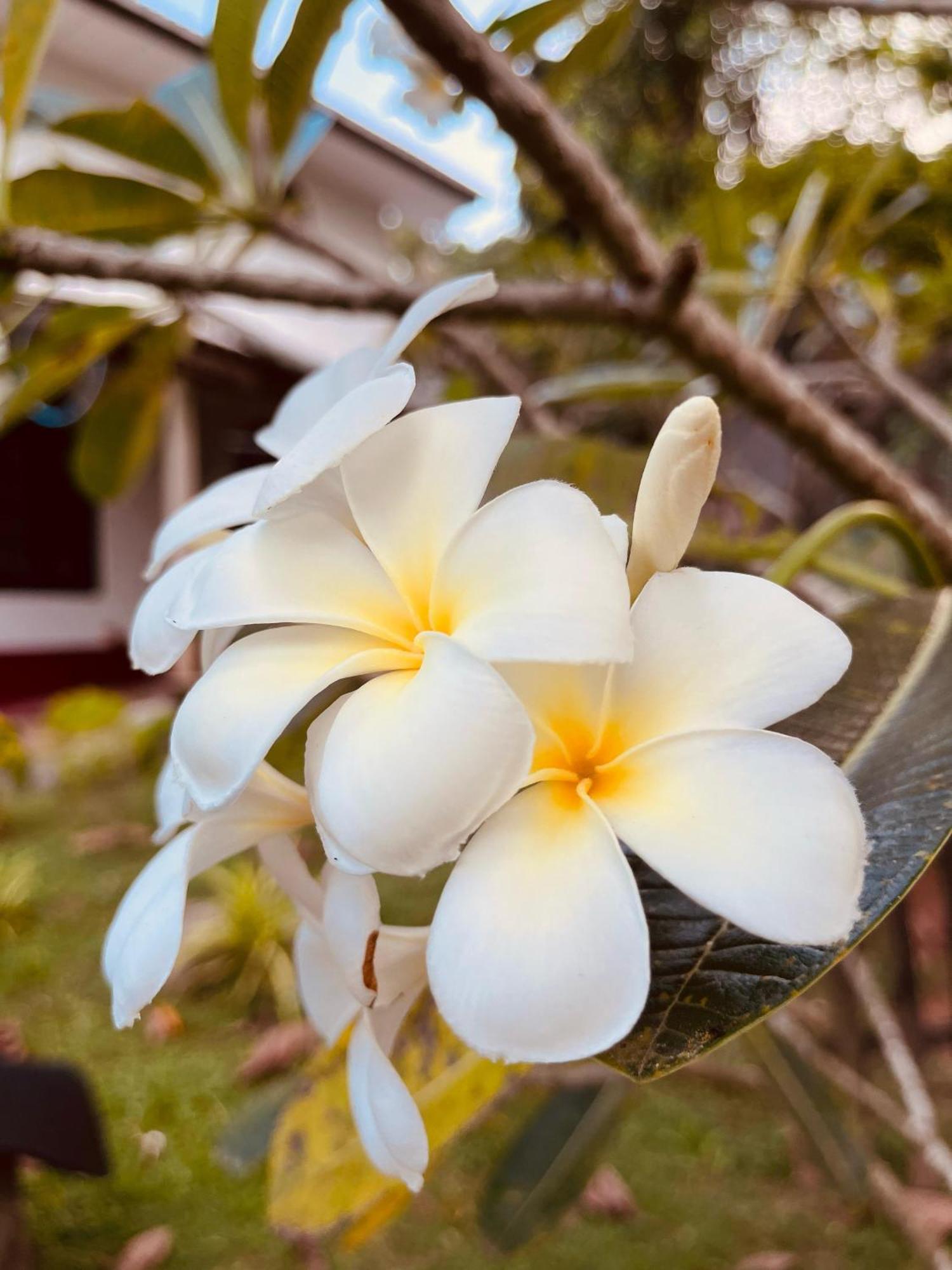 Unawatuna White Villa Экстерьер фото